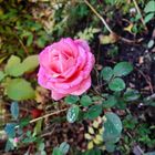 Erste Rose