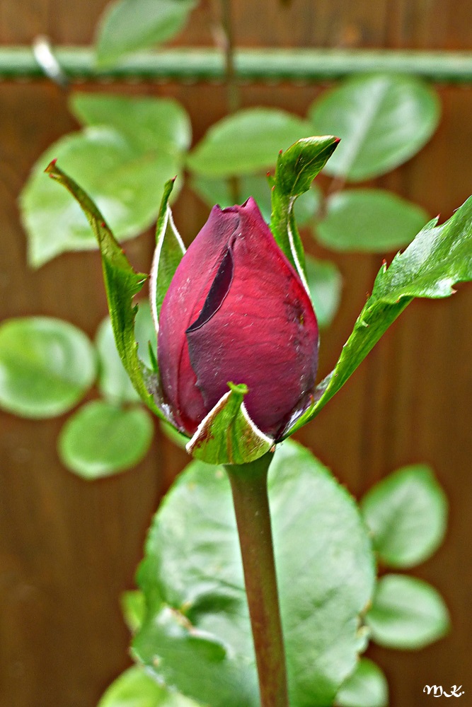 Erste Rose
