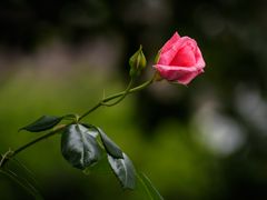 Erste Rose in unserem Garten