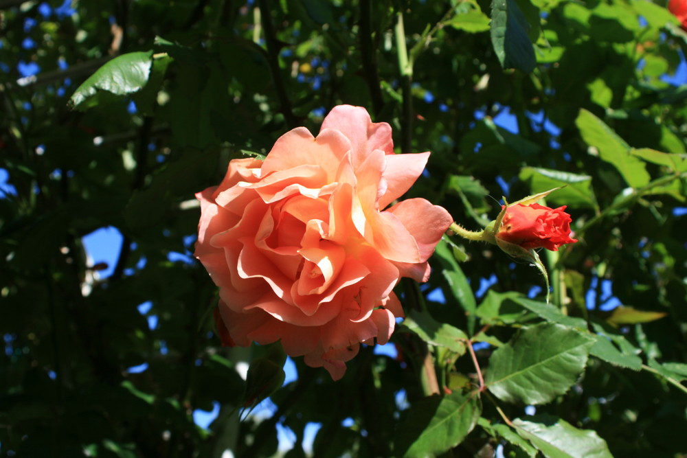 Erste Roseblüte bei mir im Garten