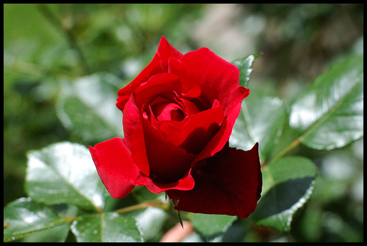 erste rosen in meinem garten