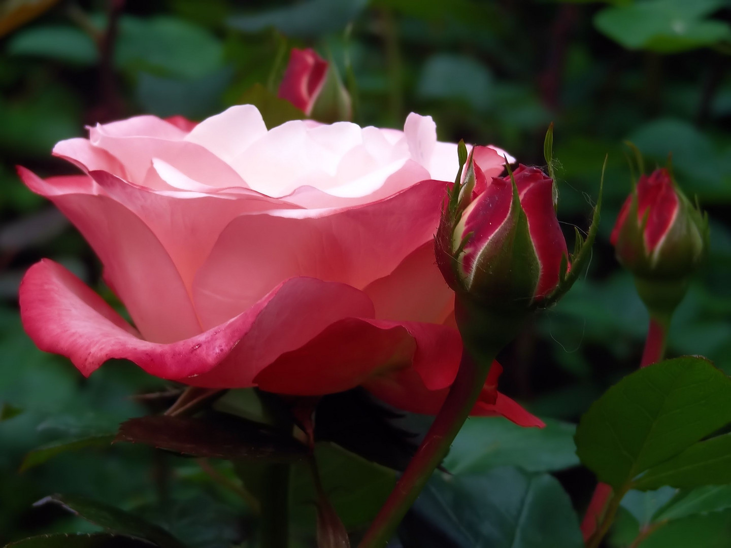 erste rosenfreude im garten