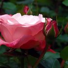 erste rosenfreude im garten