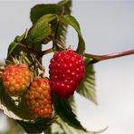 Erste rote Himbeeren.....