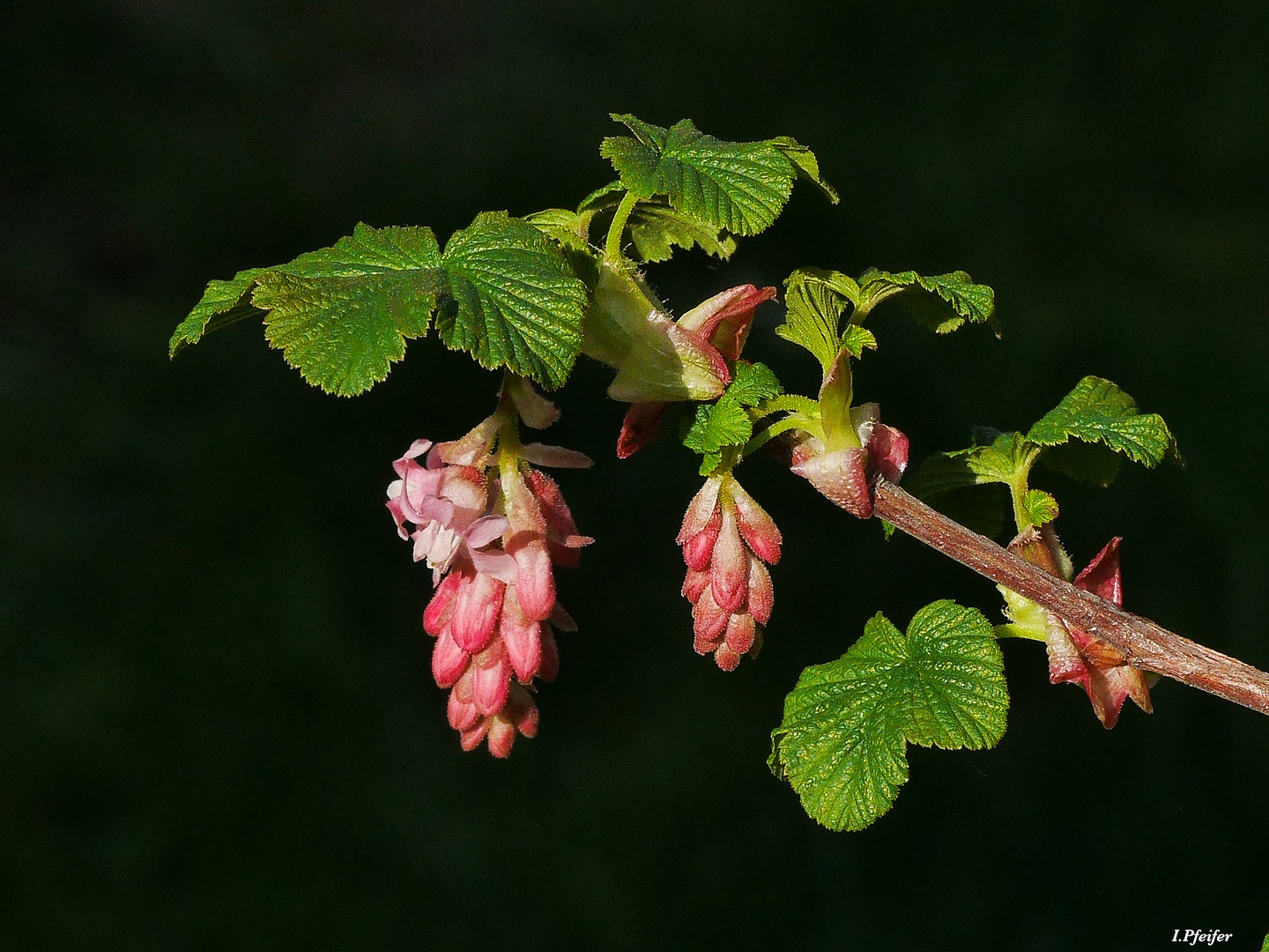 Erste Schätze im Garten