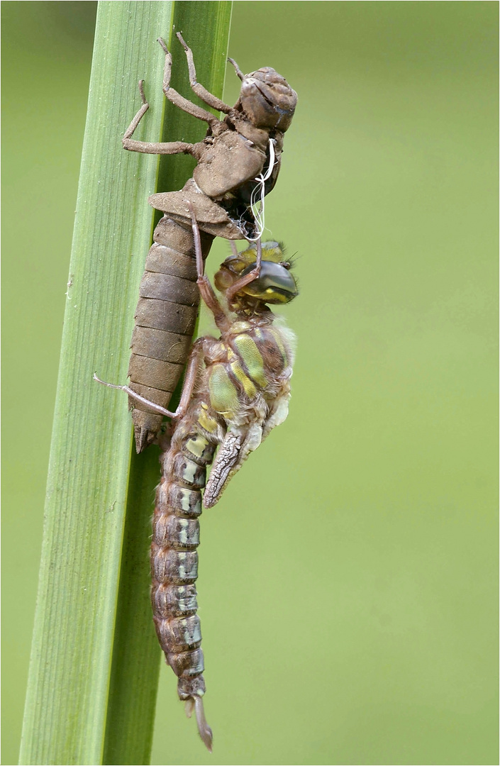 Erste schlüpfende Libelle in diesem Jahr..