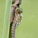 Erste schlüpfende Libelle in diesem Jahr..