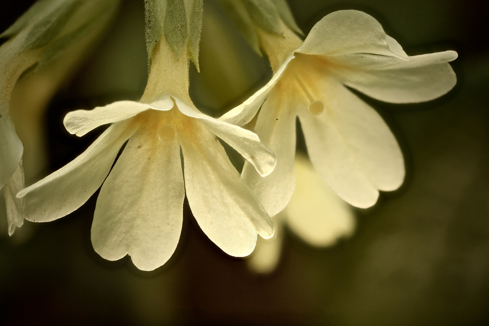 erste Schlüsselblumen 2016