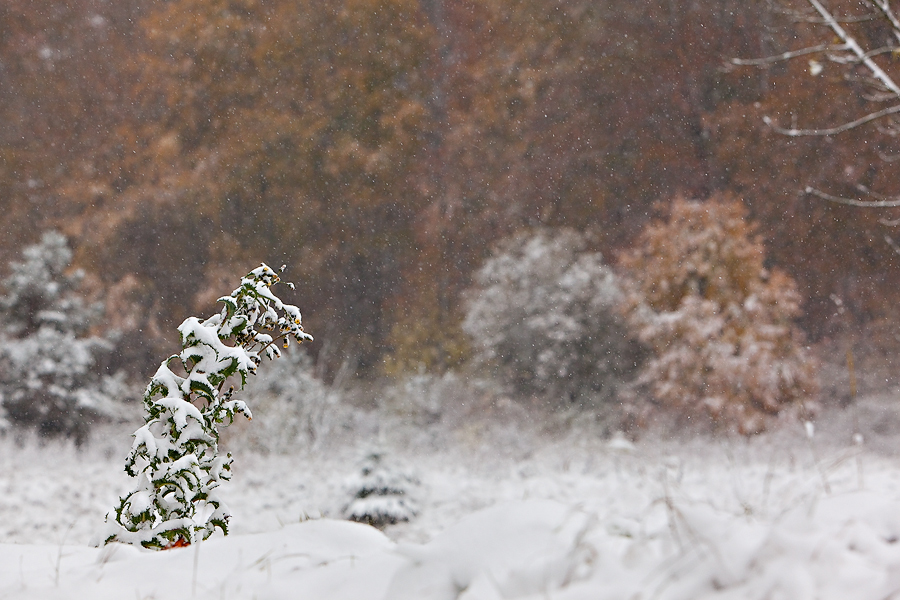 Erste Schnee