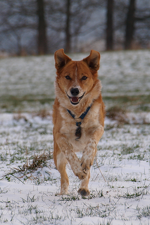 Erste Schnee freude...