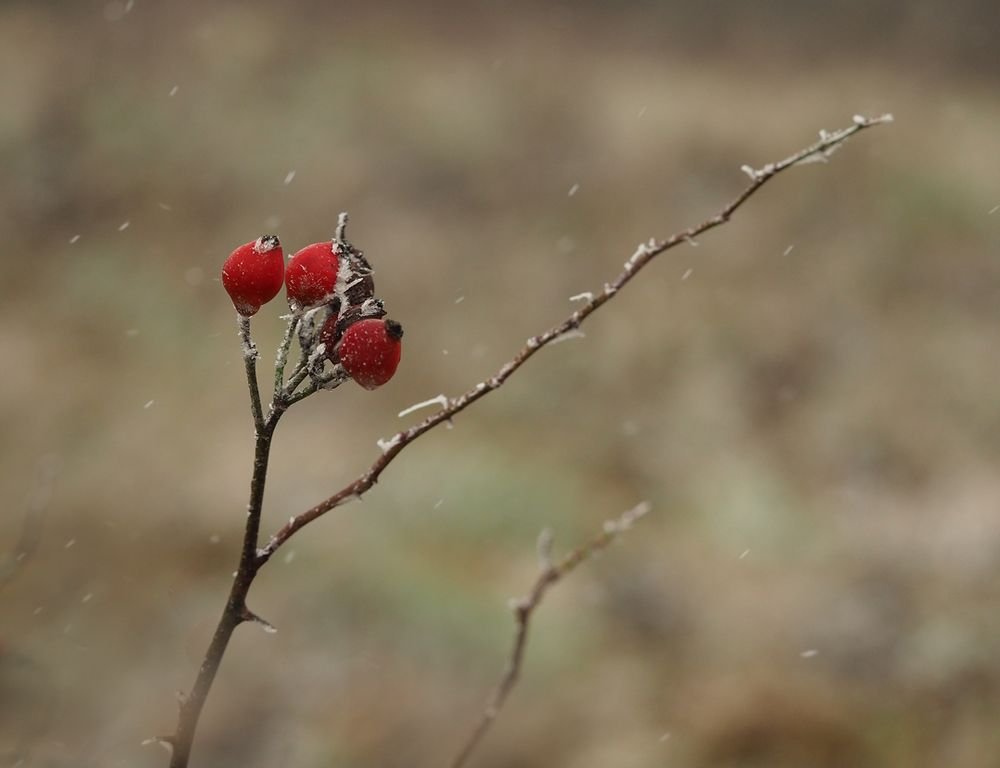 Erste Schneeflocken