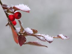 Erste Schneeflocken