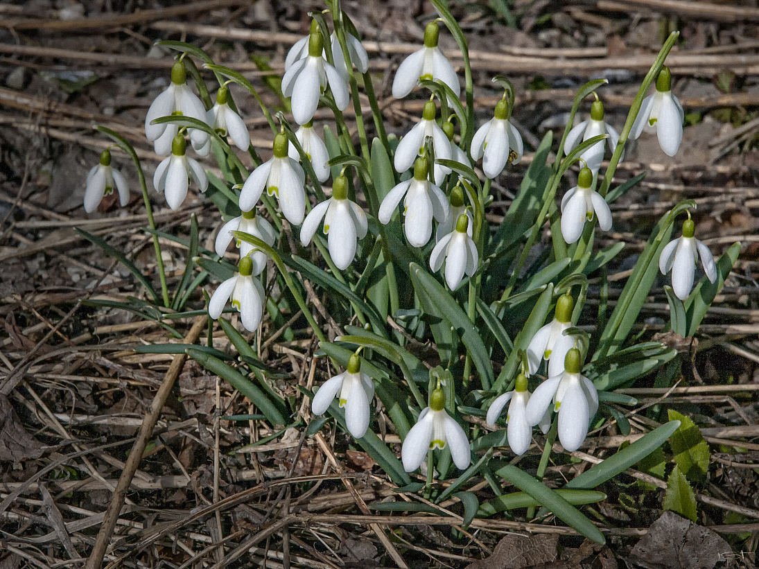 erste Schneeglöckchen