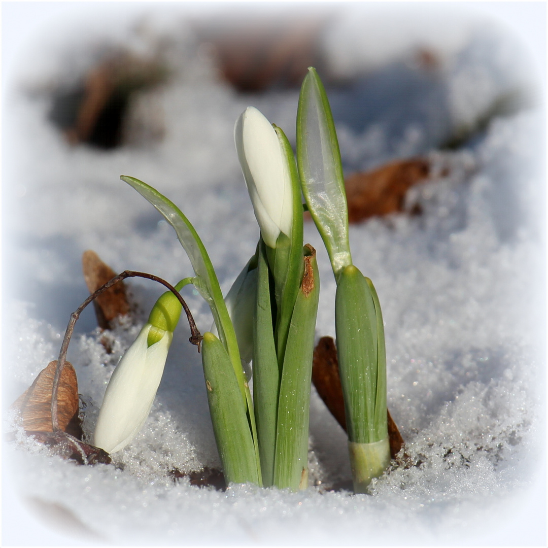 Erste Schneeglöckchen