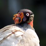 Erste schöne Tag im Zoo