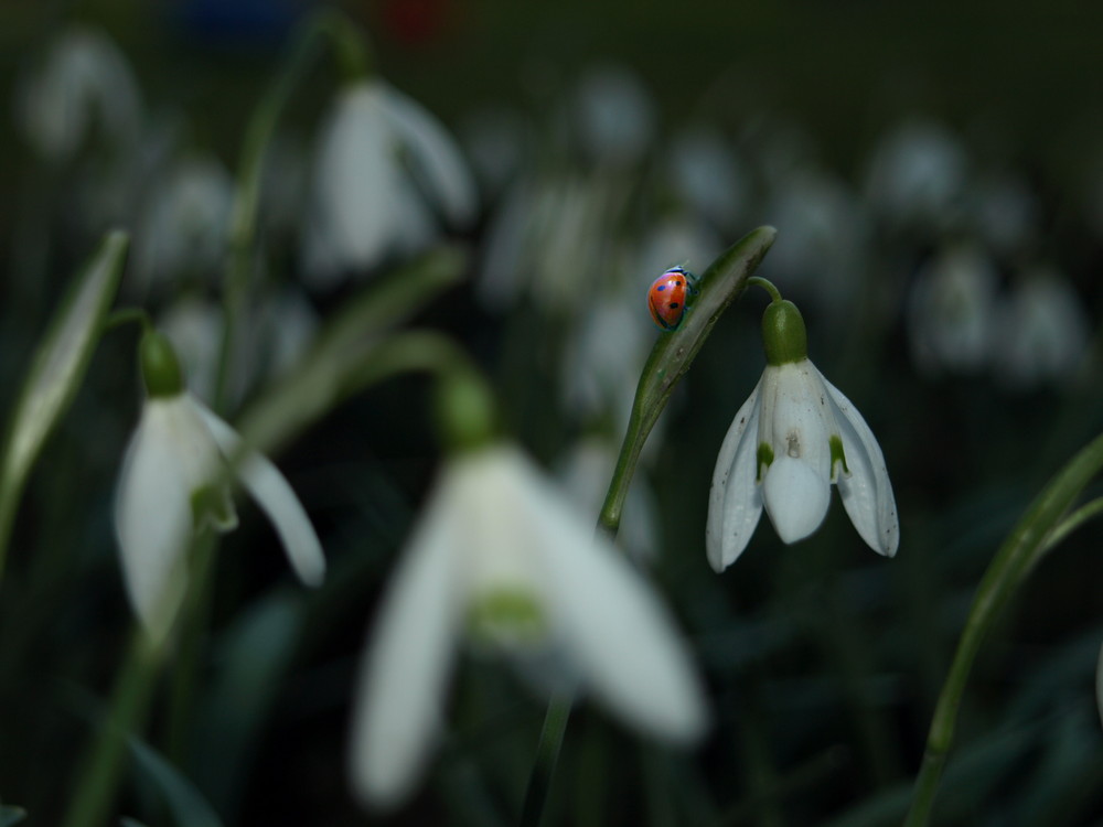 erste Schritte am Frühling