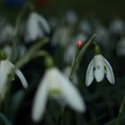 erste Schritte am Frühling