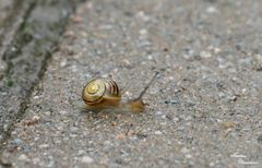 erste "Schritte" für die kleine Schnecke