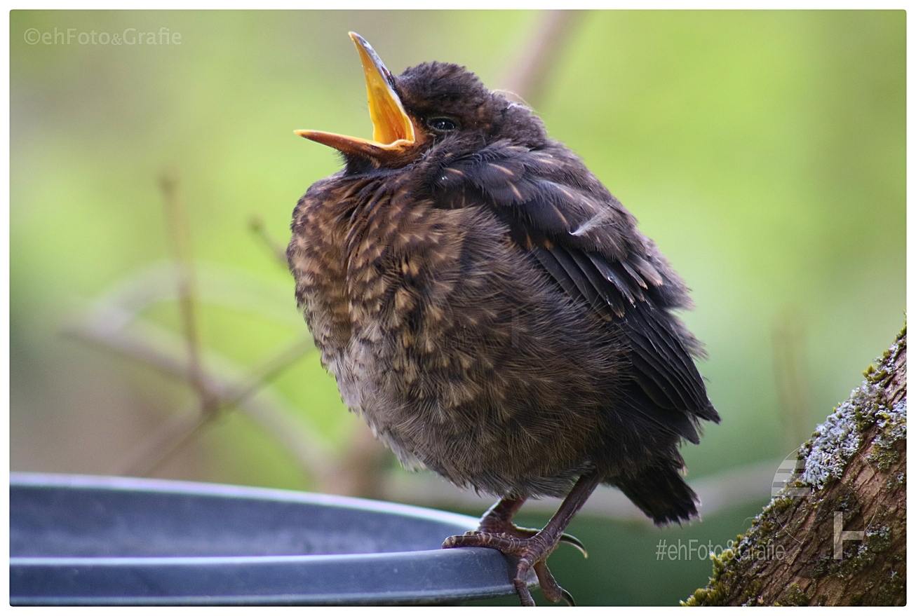 Erste schritte von Nest