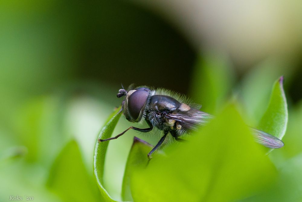 erste Schwebfliege