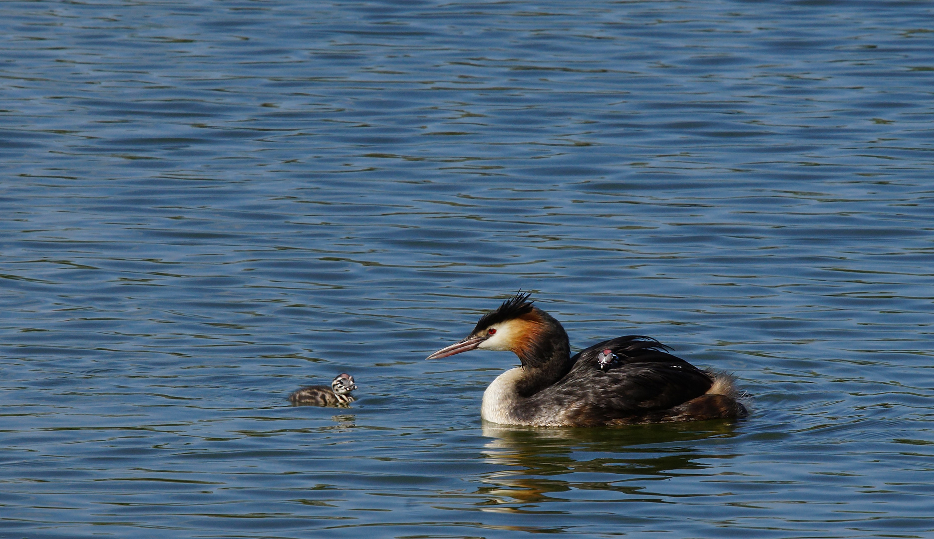 Erste Schwimmübungen