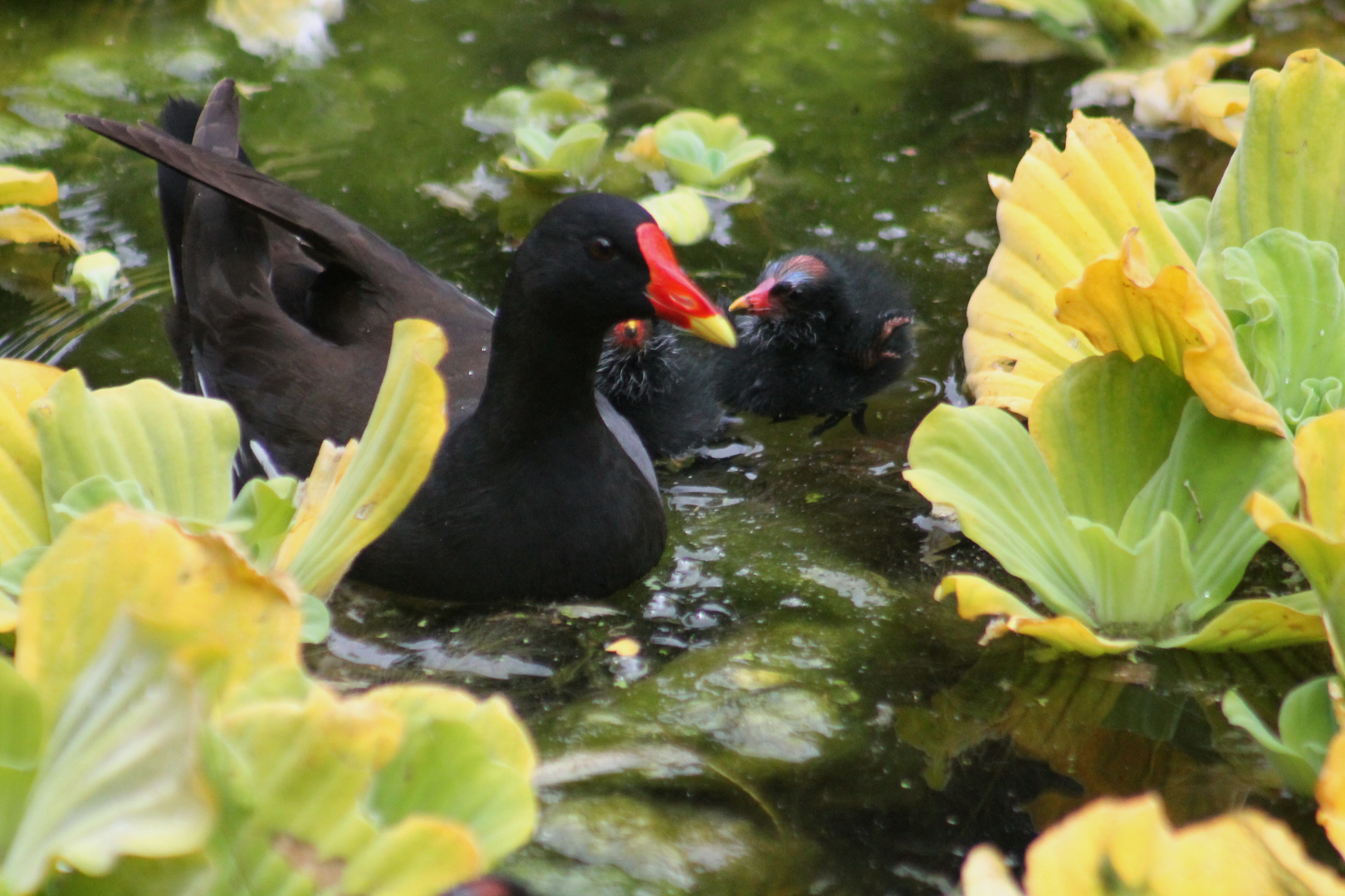 Erste Schwimmversuche