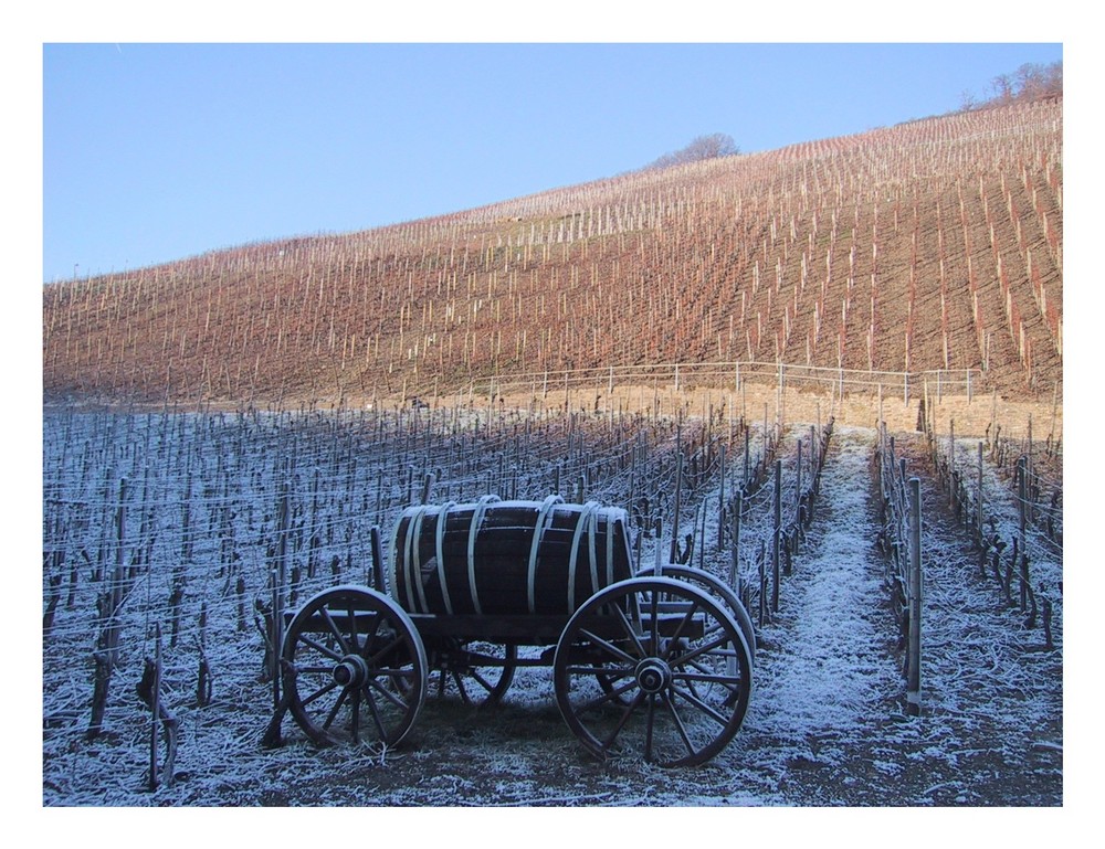 Erste Sonne für den Wein