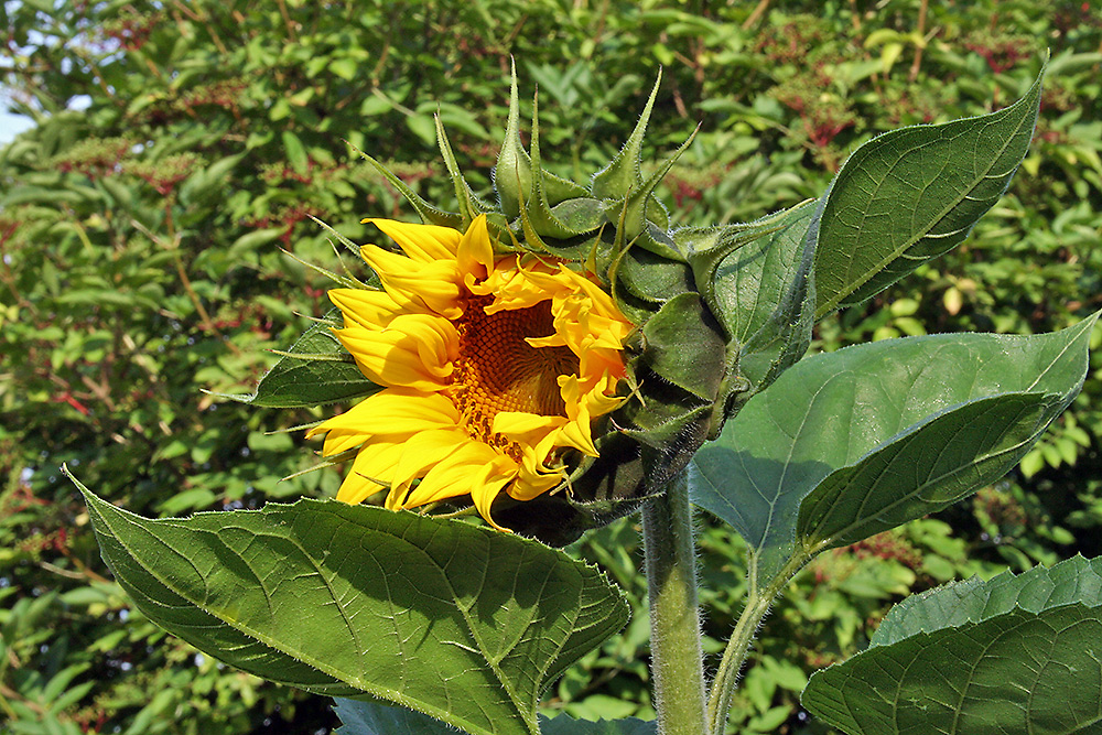 Erste Sonnenblume aus Vogelfutter ca 190 cm hoch