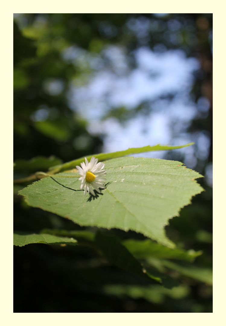 Erste Sonnenstrahlen