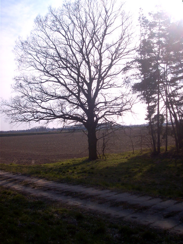 erste Sonnenstrahlen