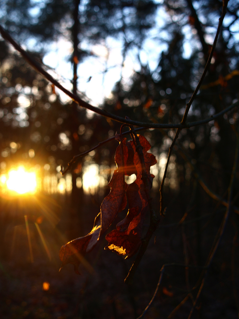 erste Sonnenstrahlen im Frühling