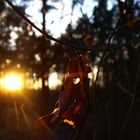 erste Sonnenstrahlen im Frühling