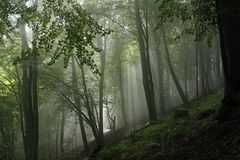 Erste Sonnenstrahlen im Nebelwald