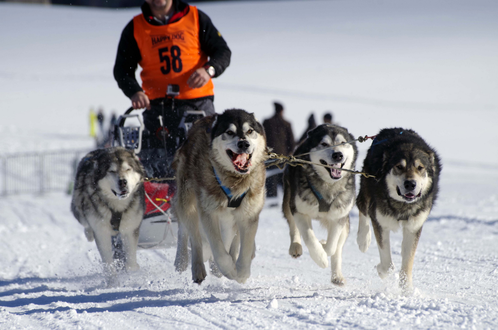 Erste Sportaufnahmen von mir beim Schlittenhunderennen in Inzell 2014