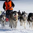 Erste Sportaufnahmen von mir beim Schlittenhunderennen in Inzell 2014