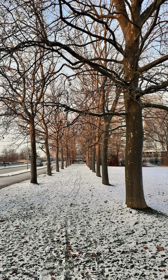 erste Spuren im Schnee