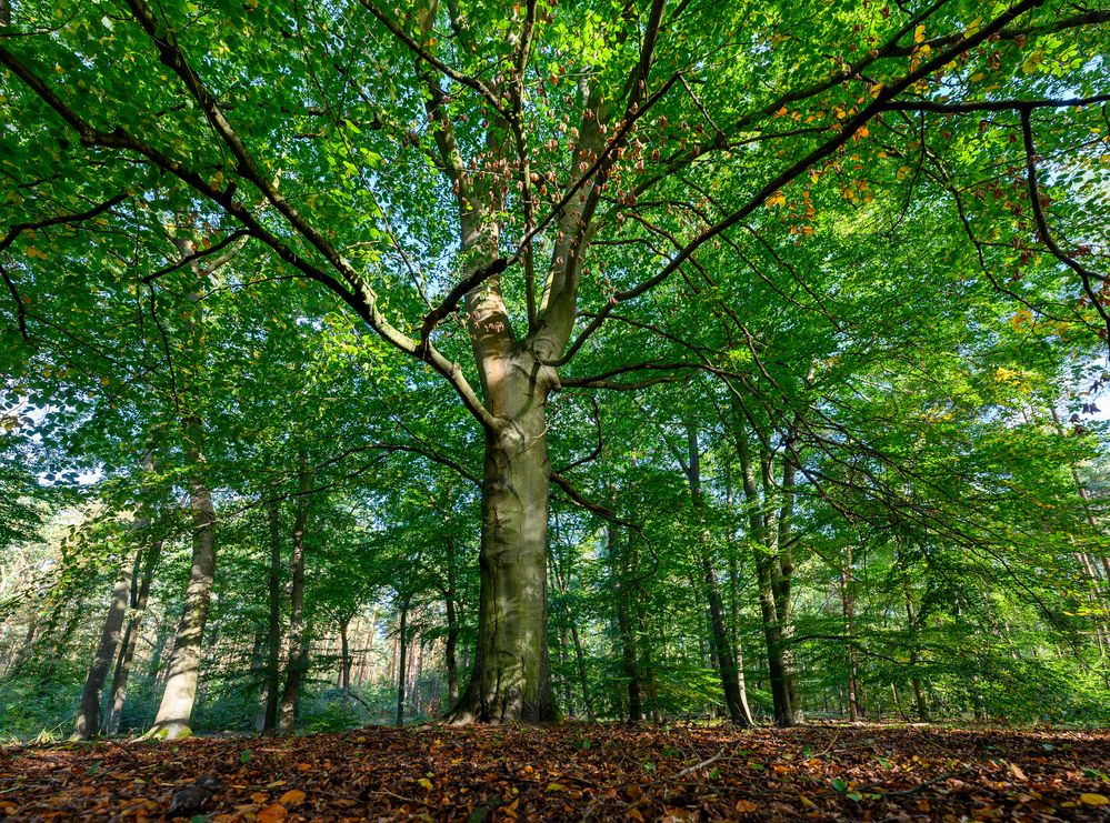 Erste Spuren von Herbst...