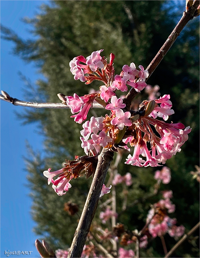 erste Strauchblüten ...