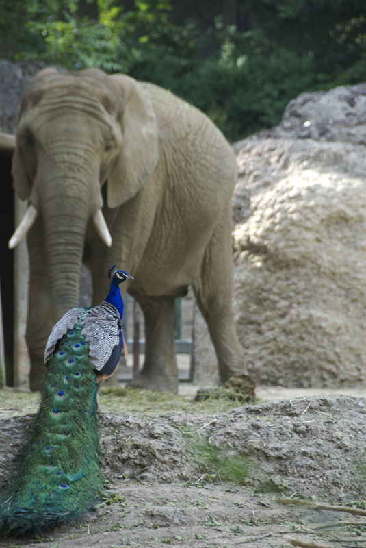 Erste Testbilder im Basler Zoo...