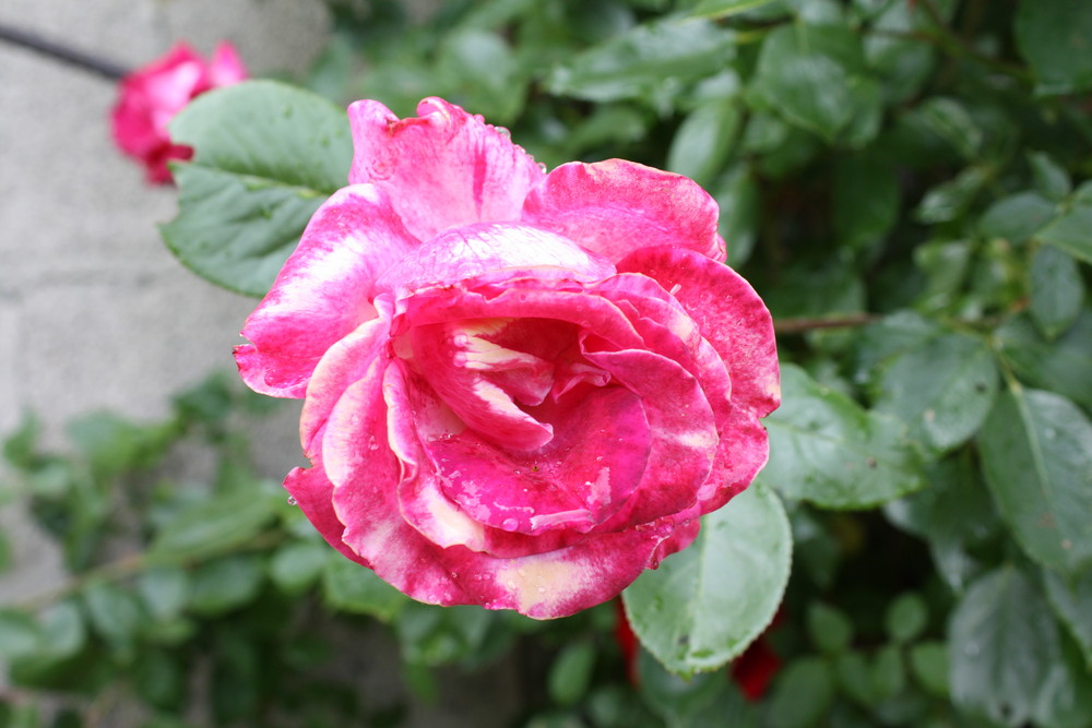 Erste TestBilder Rose