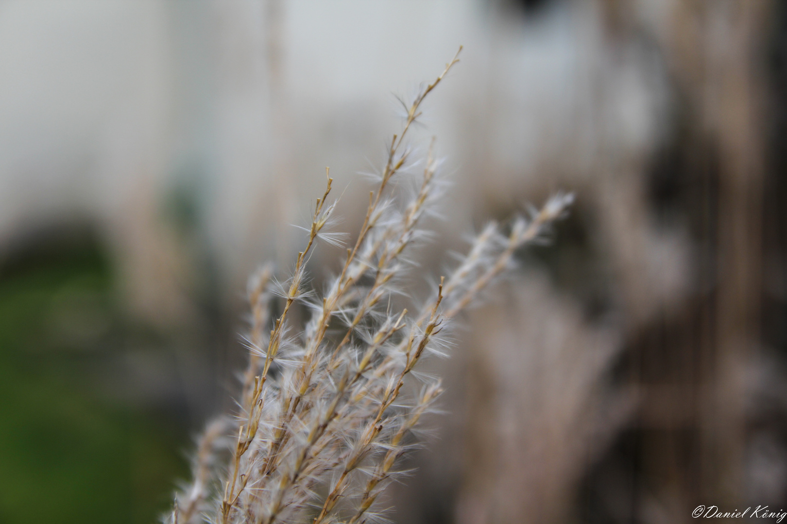 erste Test´s im Garten