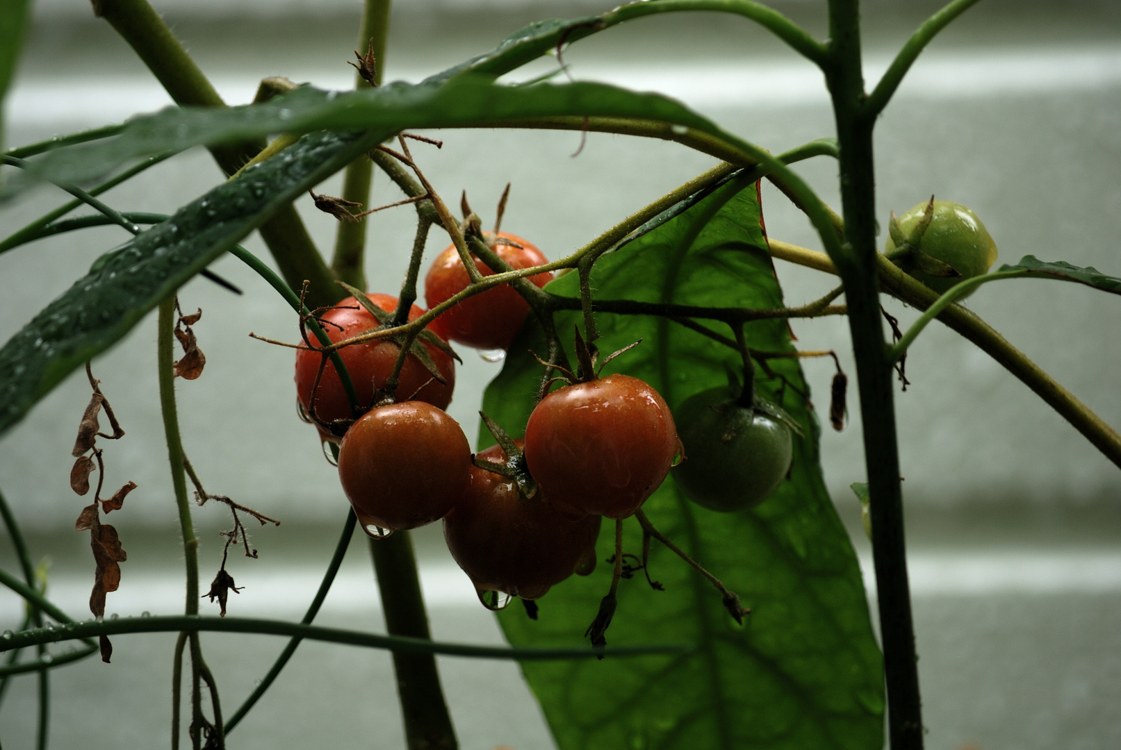 Erste Tomaten