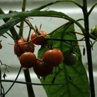 Erste Tomaten