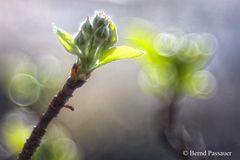 Erste Triebe