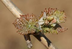 Erste Triebe an jungen Weinruten