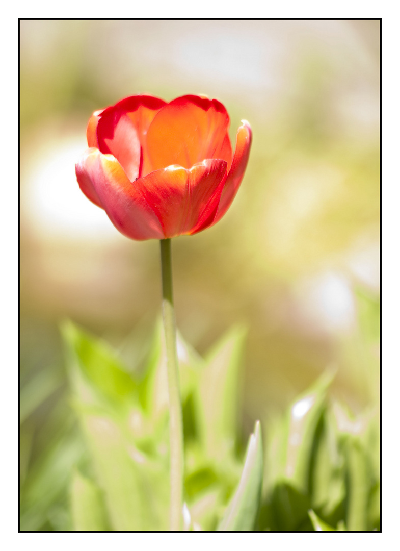 Erste Tulpe