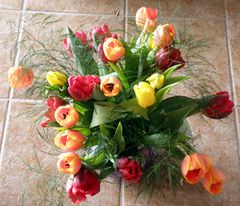 Erste Tulpen -