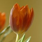 Erste Tulpen