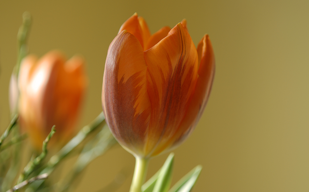 Erste Tulpen