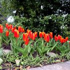 erste Tulpen auf der Mainau